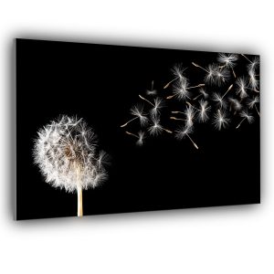picture of glass kitchen splashback featuring dandelion against black background